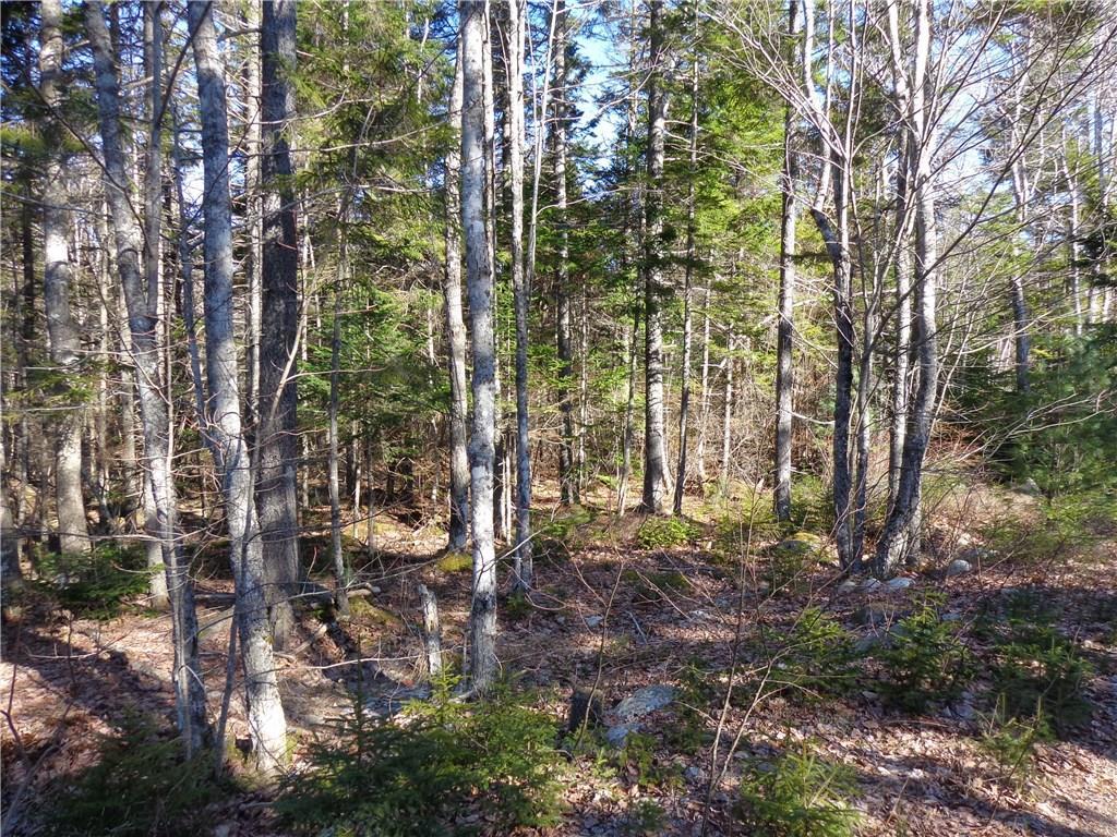 0 Goose Cove Road Trenton, ME 04605 - Photo 9 of 18 Land: Looking into the woods from...
