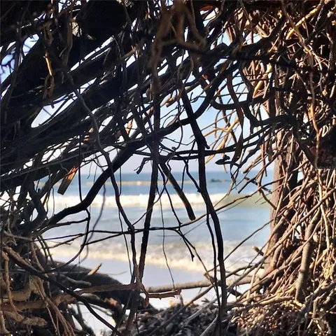 a backyard of a house with lots of trees