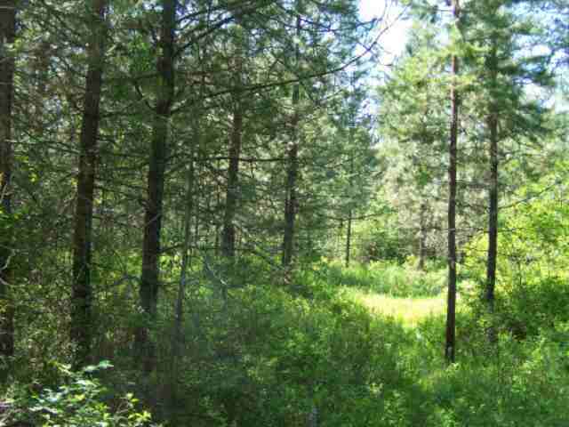 Lot 1 Rustic Road Cusick, WA 99119 - Photo 6 of 7