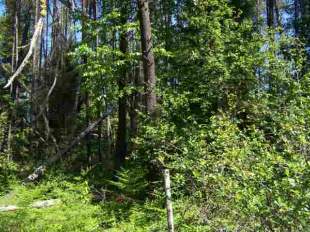 Lot 1 Rustic Road Cusick, WA 99119 - Photo 7 of 7
