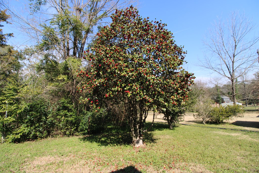 3959 Steam Mill Road Columbus, GA 31907 - Photo 44 of 47 Red Camelia