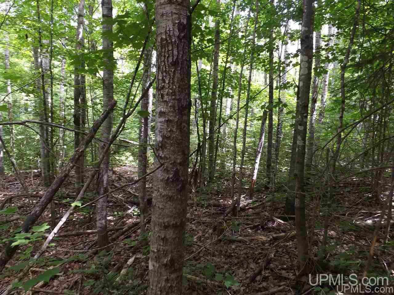 Tbd South Olson Lake Road Michigamme, MI 49861 - Photo 19 of 25