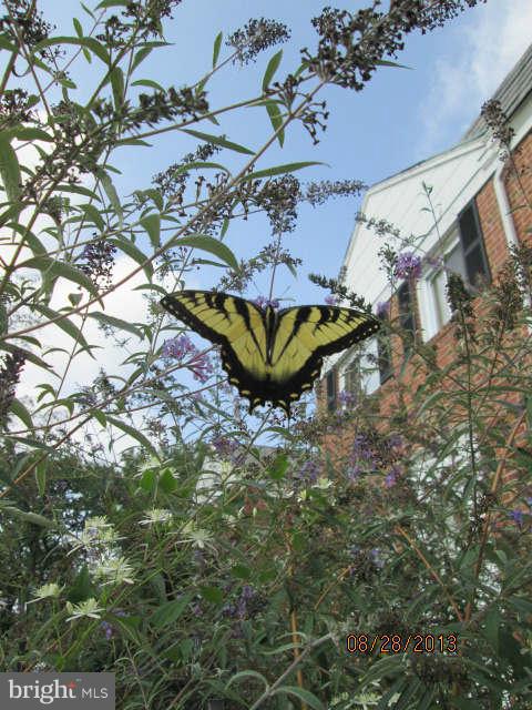1318 Kenton Road Baltimore, MD 21234 - Photo 20 of 23 Butterflies love this place!