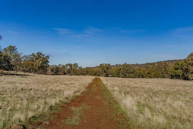 a view of dirt yard with a large tree