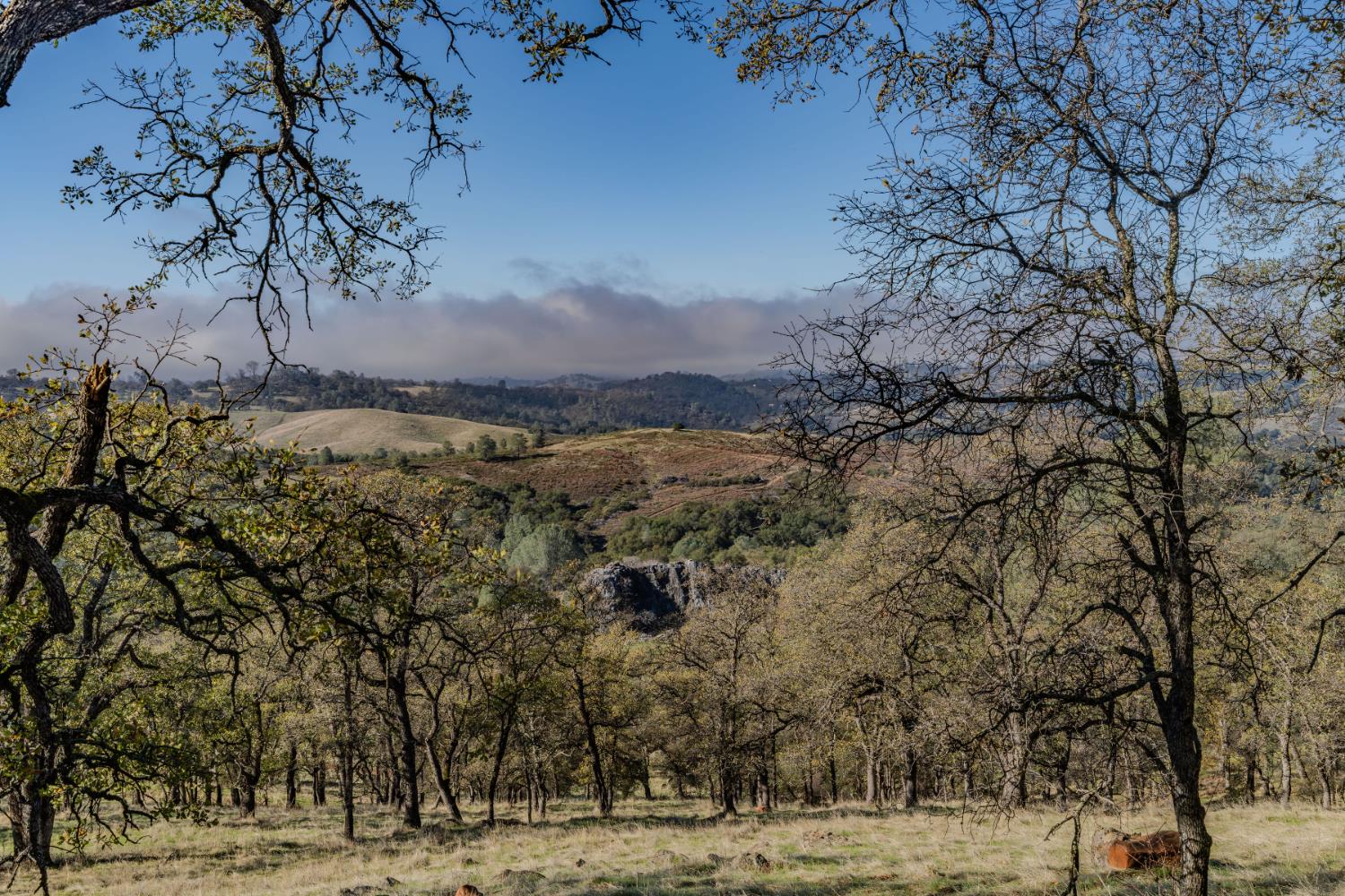11151 Ridge Road Sutter Creek, CA 95685 - Photo 16 of 61 a view of a yard with a tree