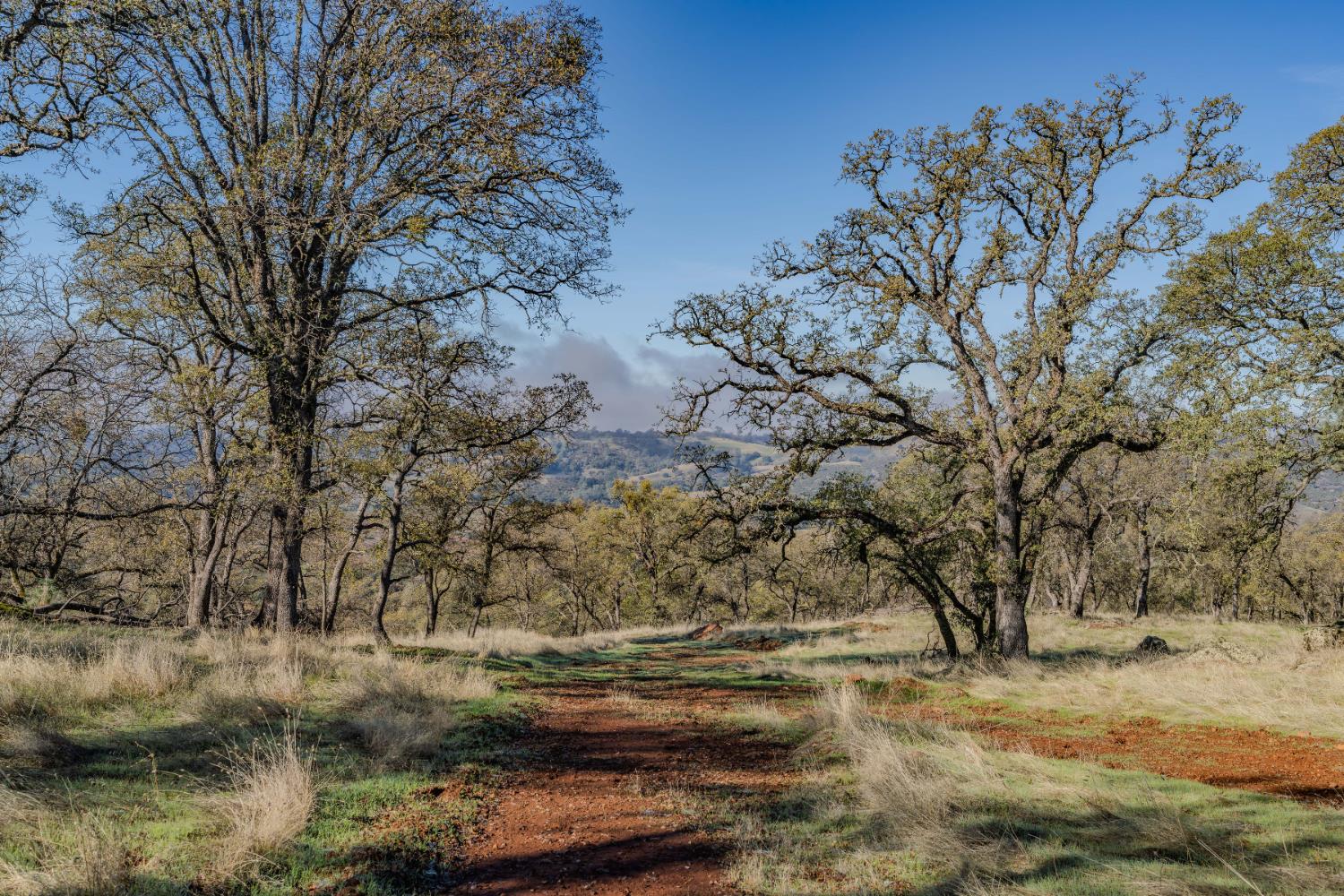 11151 Ridge Road Sutter Creek, CA 95685 - Photo 18 of 61 a view of dirt yard with a large tree