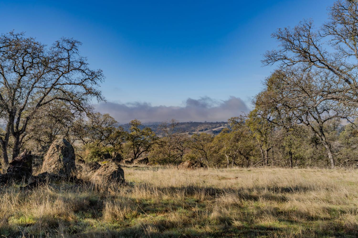 11151 Ridge Road Sutter Creek, CA 95685 - Photo 19 of 61 a view of a yard with a tree