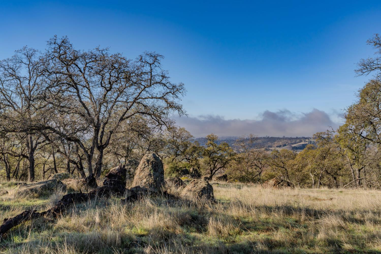 11151 Ridge Road Sutter Creek, CA 95685 - Photo 20 of 61 a view of a yard in a forest