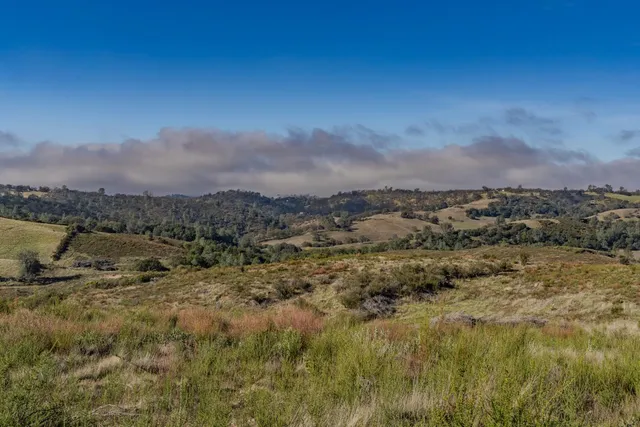 a view of a yard with trees