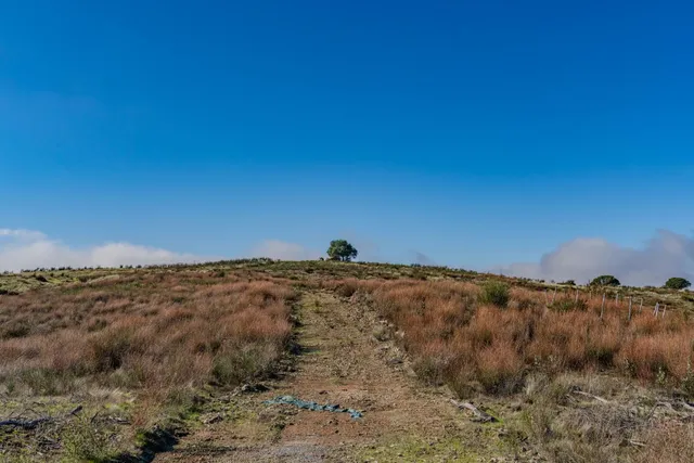 a view of a yard with large trees