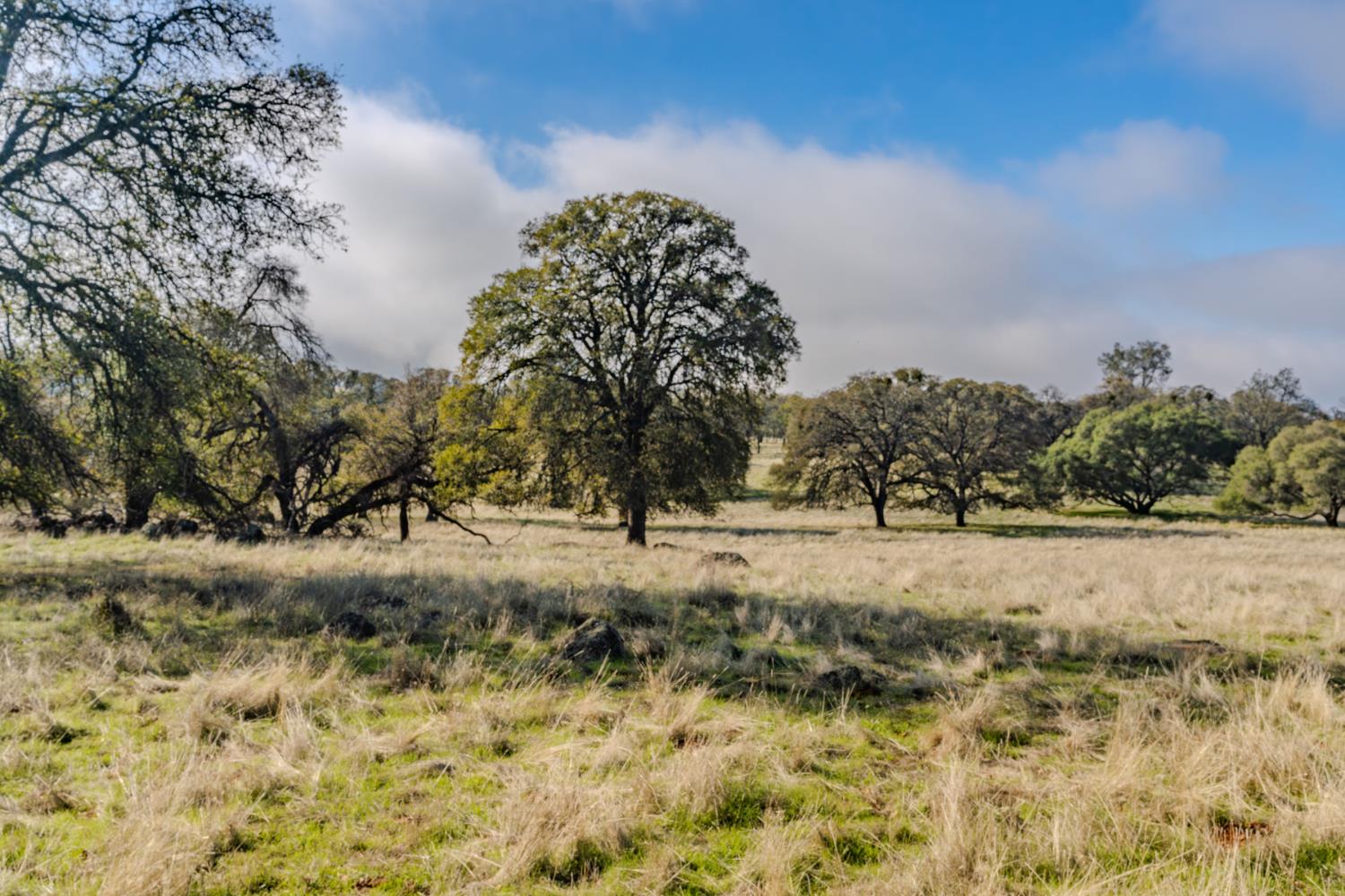 11151 Ridge Road Sutter Creek, CA 95685 - Photo 31 of 61 a view of a yard with trees