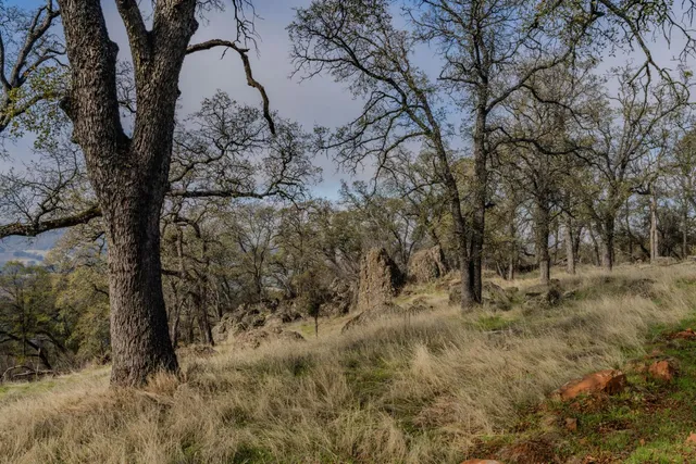 a view of a bunch of trees in background