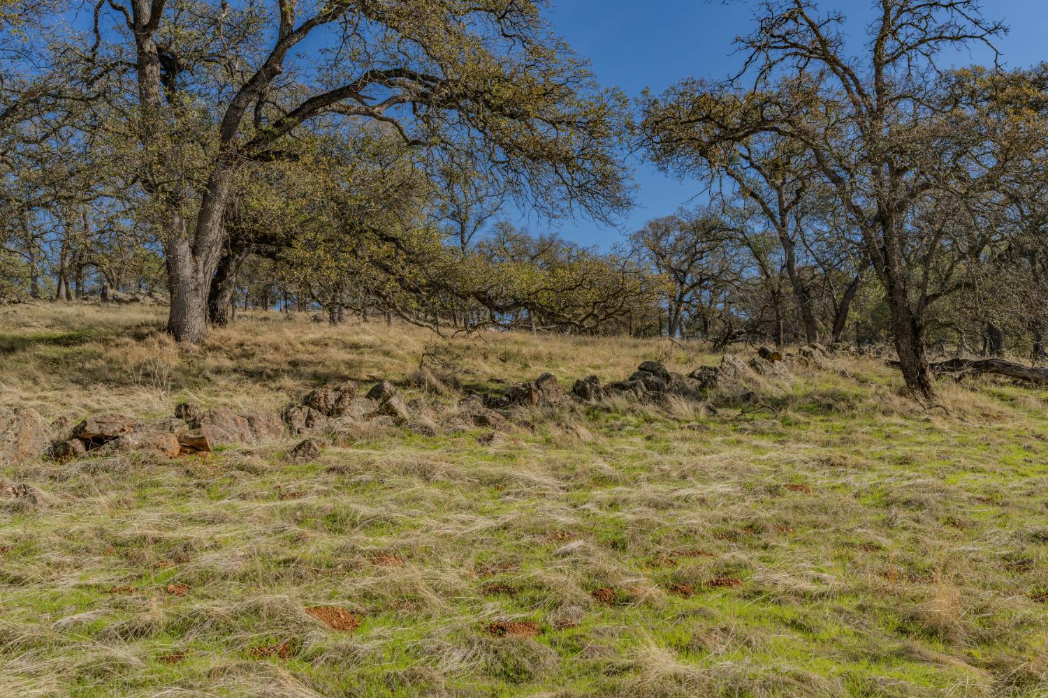 11151 Ridge Road Sutter Creek, CA 95685 - Photo 38 of 61 a view of a yard with large trees