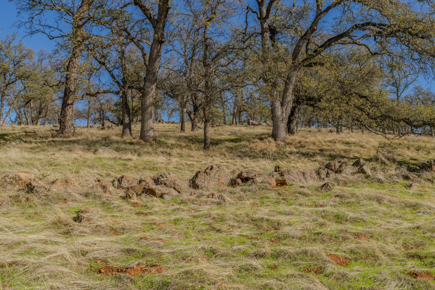 11151 Ridge Road Sutter Creek, CA 95685 - Photo 44 of 61 a view of a yard with a tree