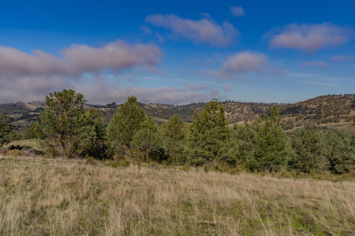 11151 Ridge Road Sutter Creek, CA 95685 - Photo 45 of 61 a view of a bunch of trees in background