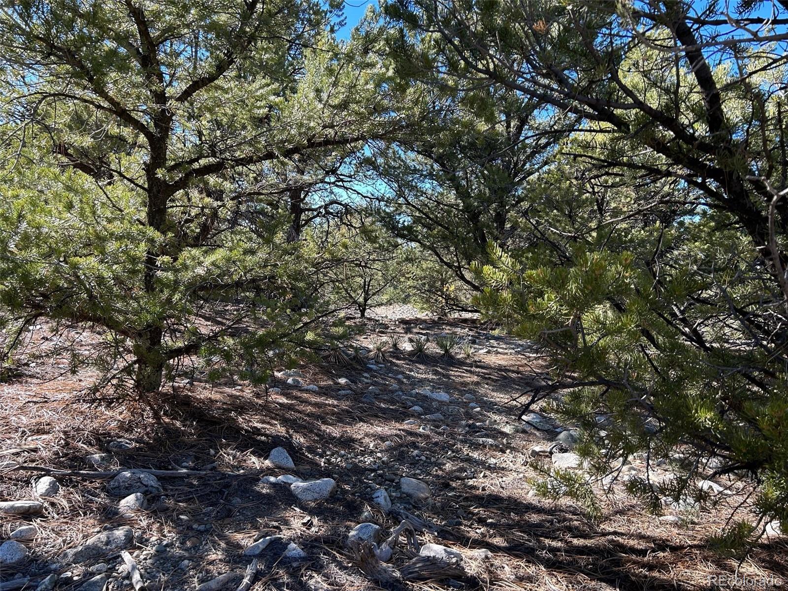25 Pioneer Road Mosca, CO 81146 - Photo 4 of 9 a view of a tree in a yard