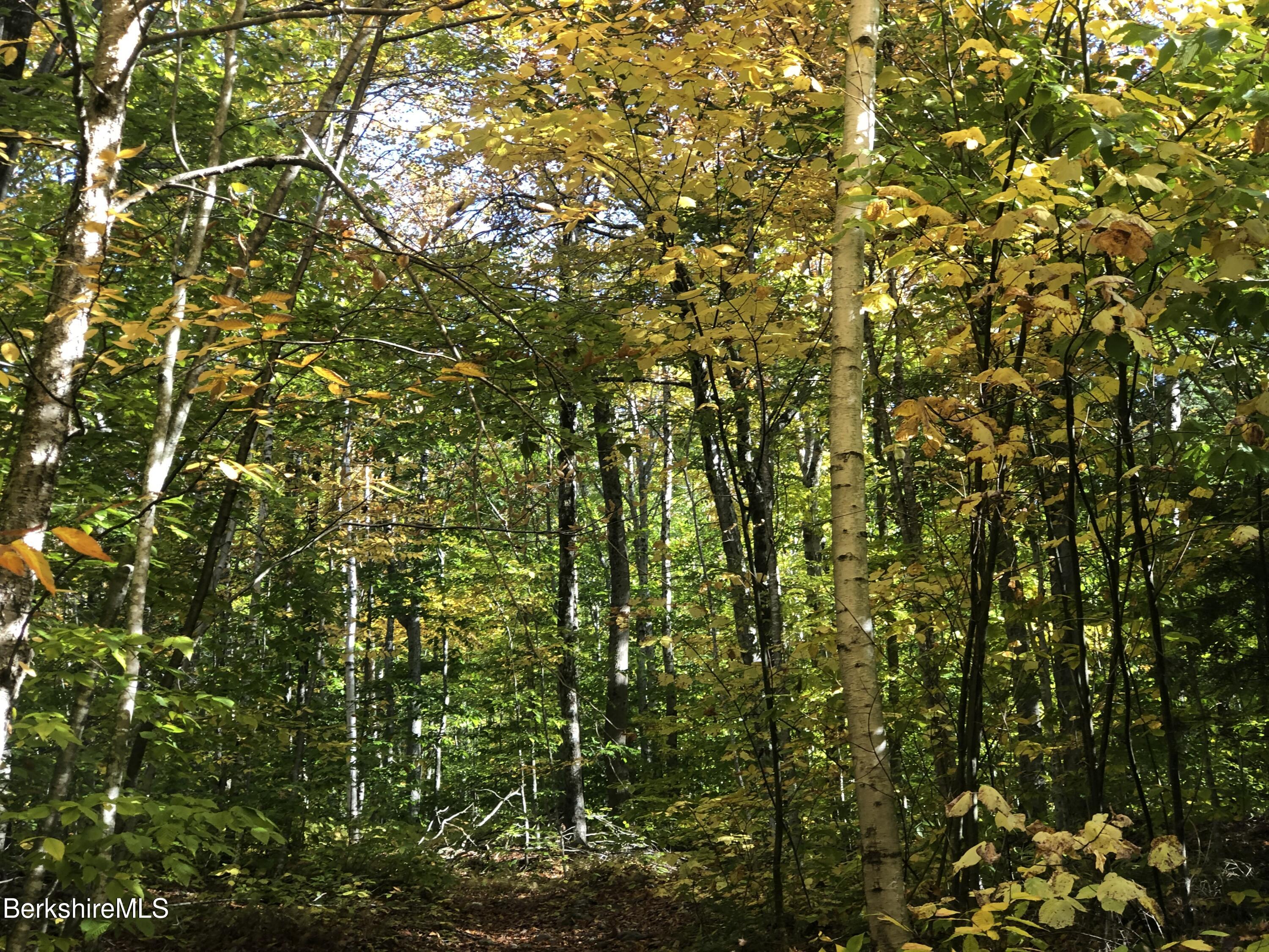 0 Andrea Drive Stamford, VT 05352 - Photo 4 of 5 a view of a tree