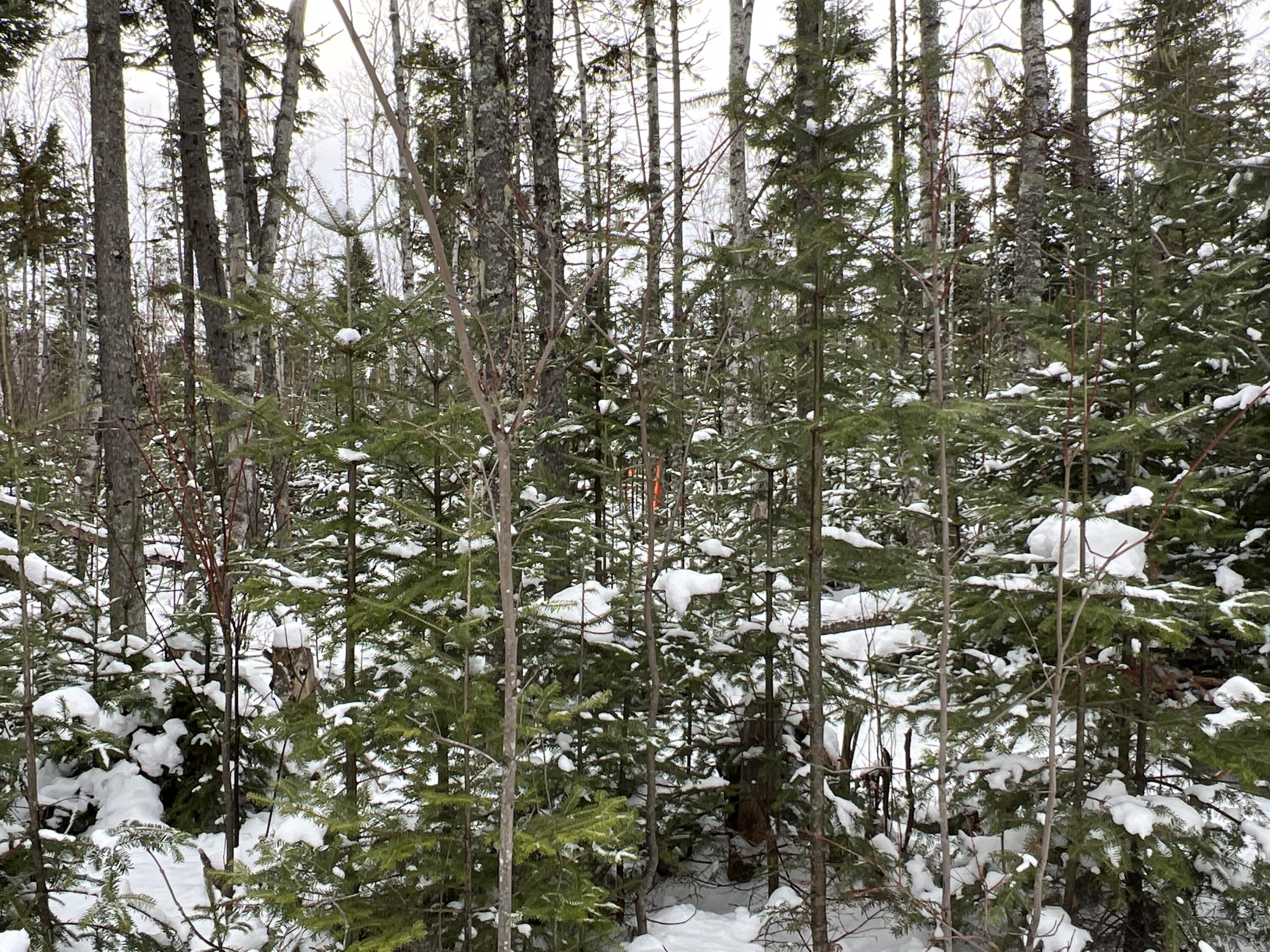 Lot 2-18 Shin Pond Rd Mount Mount Chase, ME 04765 - Photo 4 of 22 IMG_3956