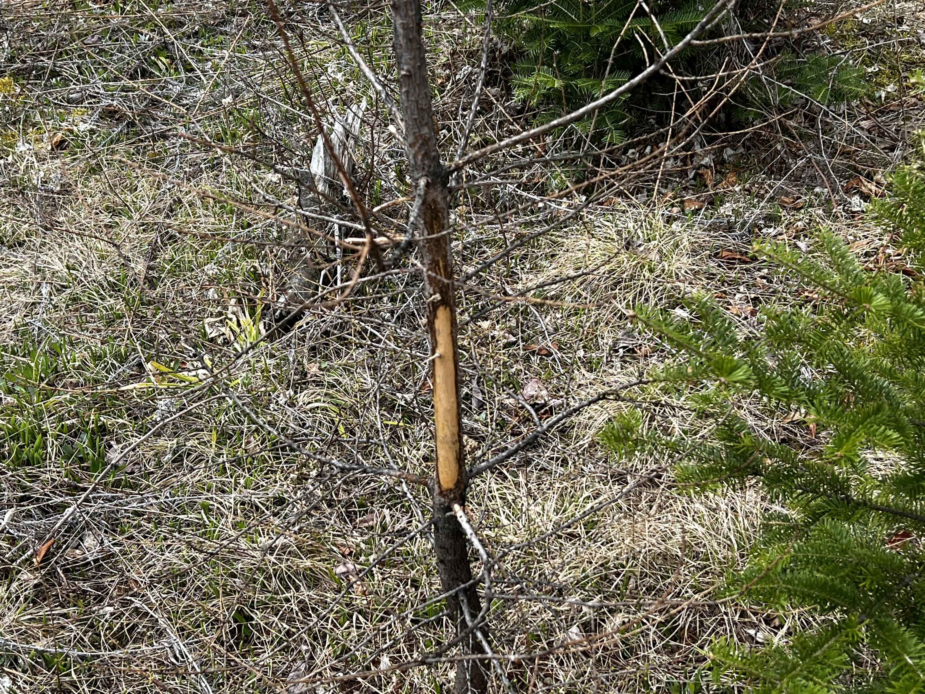 Lot 2-18 Shin Pond Rd Mount Mount Chase, ME 04765 - Photo 6 of 25 IMG_4131