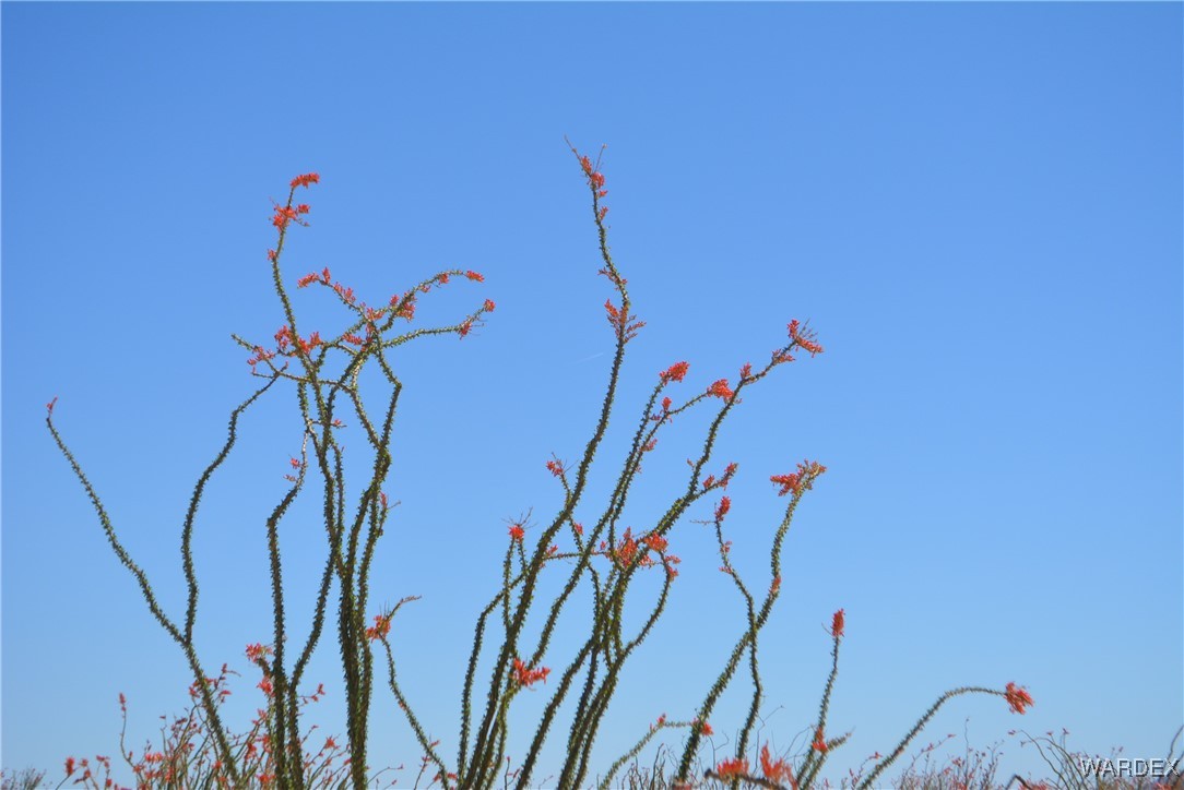 245-24-107 South Rainbow Road Yucca, AZ 86438 - Photo 89 of 91