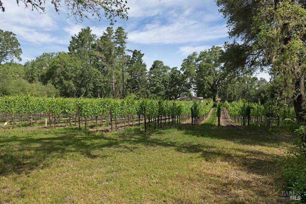 4542 Thomas Road Sebastopol, CA 95472 - Photo 41 of 60 a garden view with a lake