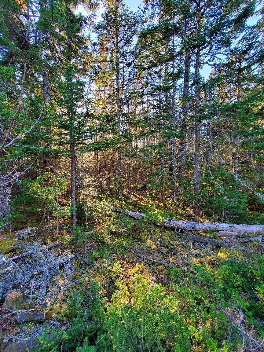 Lot 7 South Ocean Road Machiasport, ME 04655 - Photo 23 of 44 near NW line at water