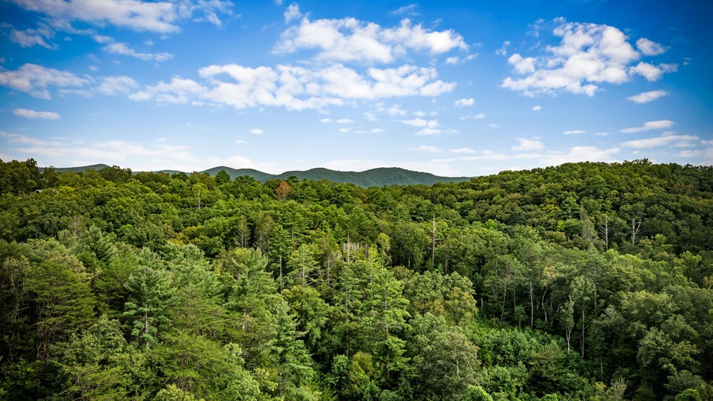 1204 Settler's Ridge Road Ellijay, GA 30540 - Photo 31 of 62 a view of a bunch of trees