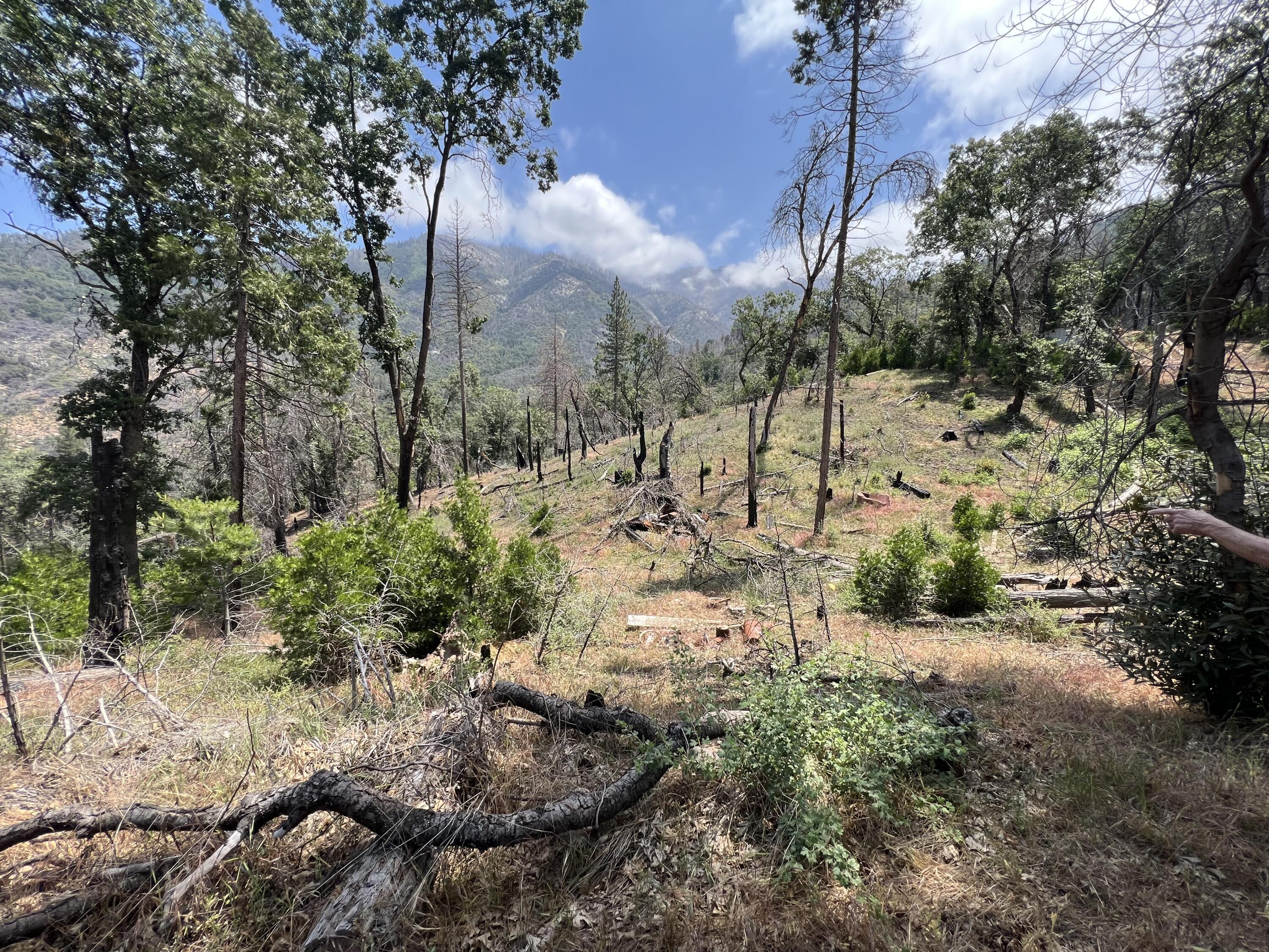 0 Balch Park Road Springville, CA 93265 - Photo 19 of 27 a view of a forest with a tree