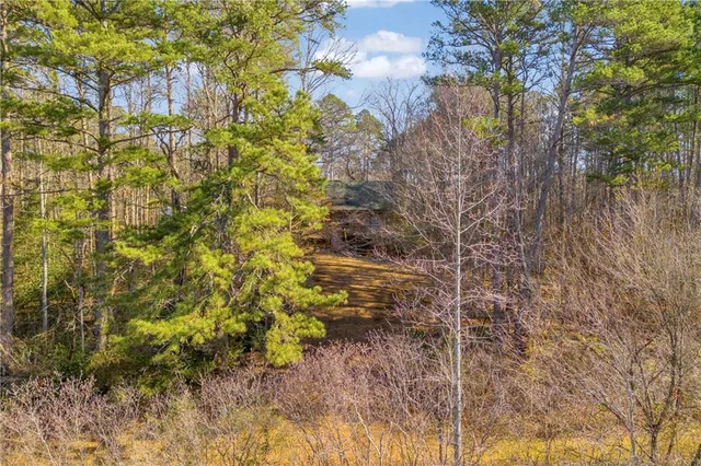 a close up of a plant