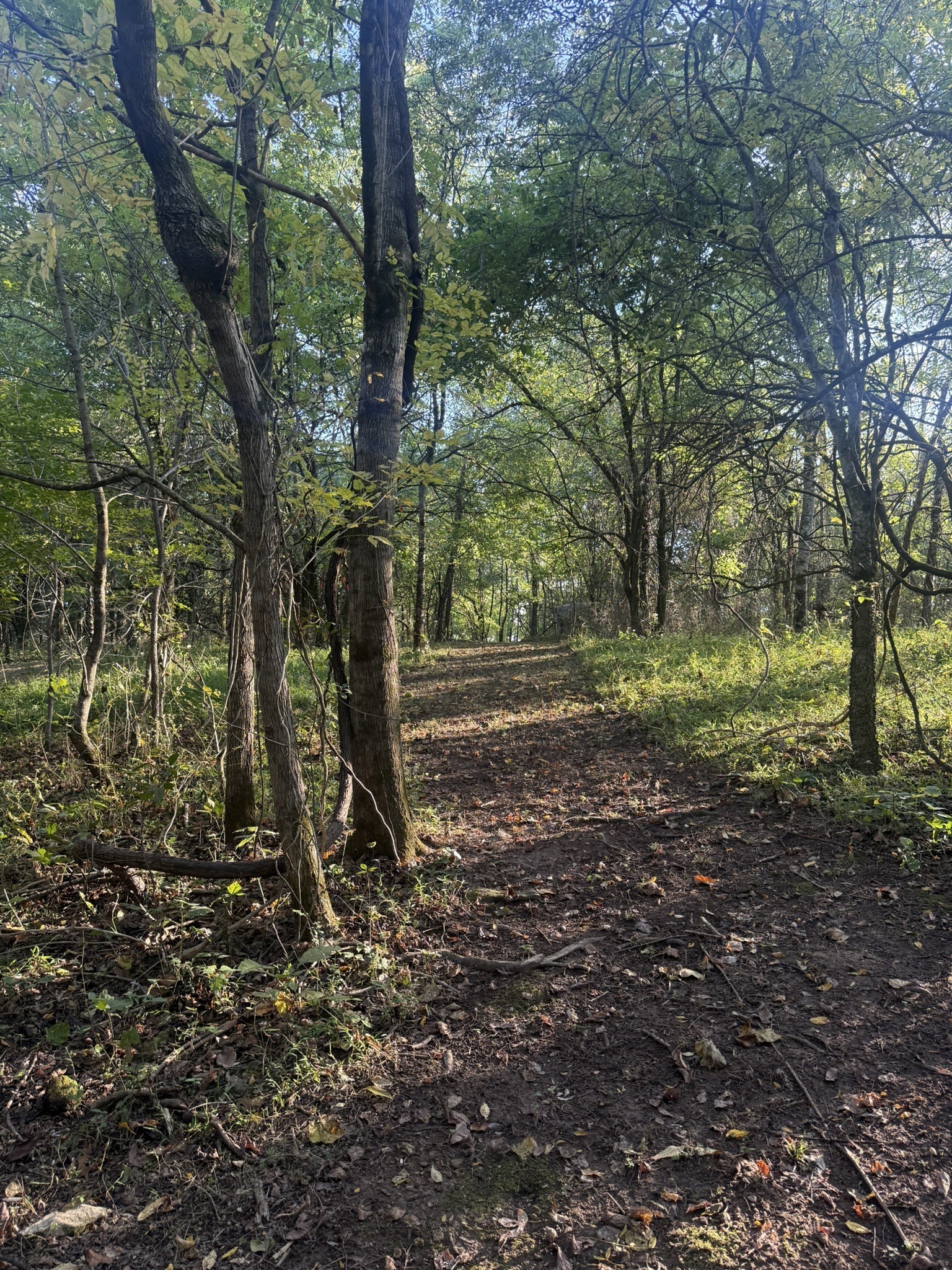 a view of a field with trees