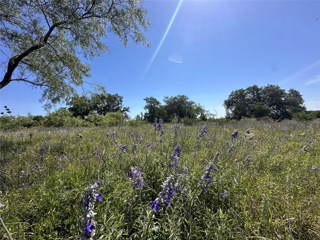 a view of a bunch of flowers and trees