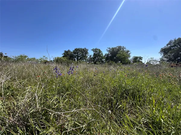 a view of a field with a tree