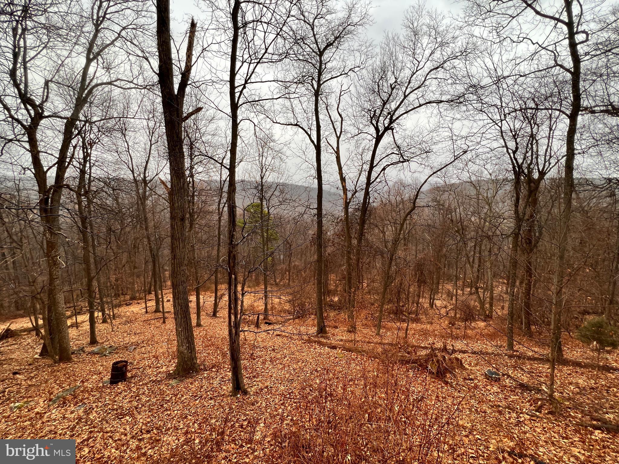 2777 Audubon Road Hedgesville, WV 25427 - Photo 13 of 60 Wooded lot.