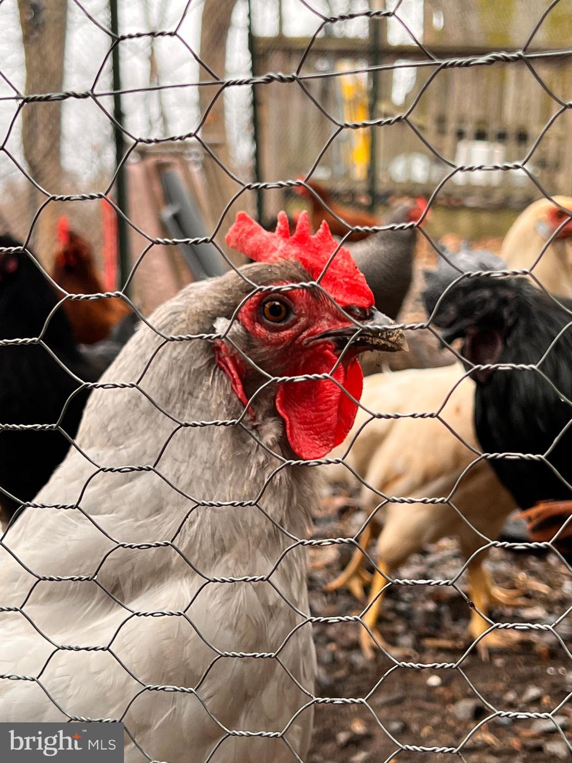 2777 Audubon Road Hedgesville, WV 25427 - Photo 16 of 60 Bring the chickens!
