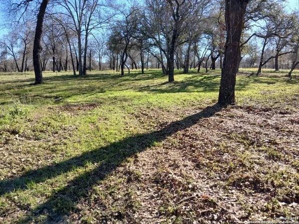 a view of a garden with trees