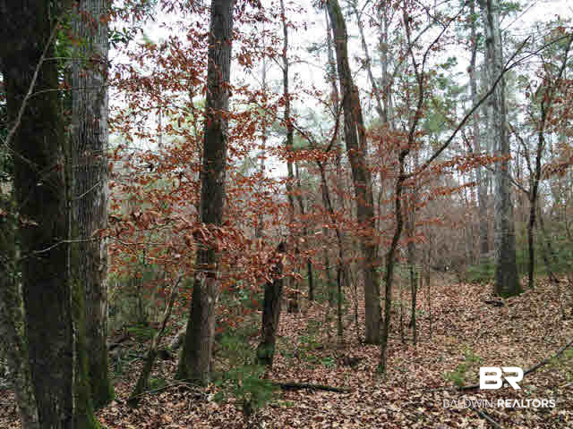 0 Legion Road Camden, AL 36726 - Photo 7 of 9