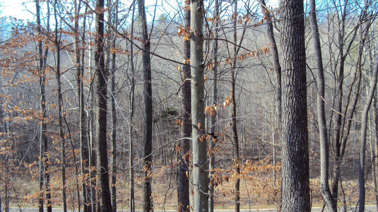 Tract A Narrow Passage Road Eagle Rock, VA 24085 - Photo 11 of 11 Country Living