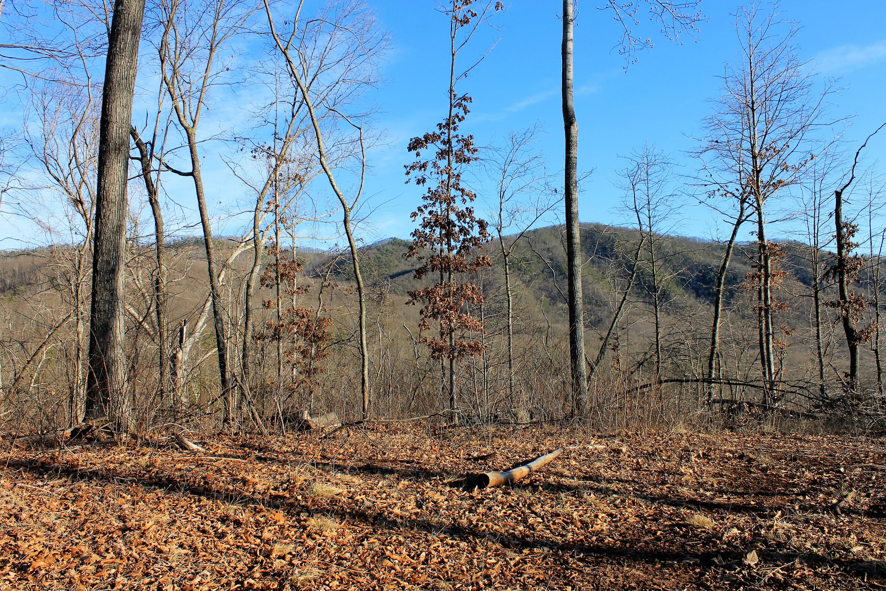 Tract A Narrow Passage Road Eagle Rock, VA 24085 - Photo 6 of 11 IMG_2451