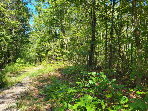 a view of a lush green forest