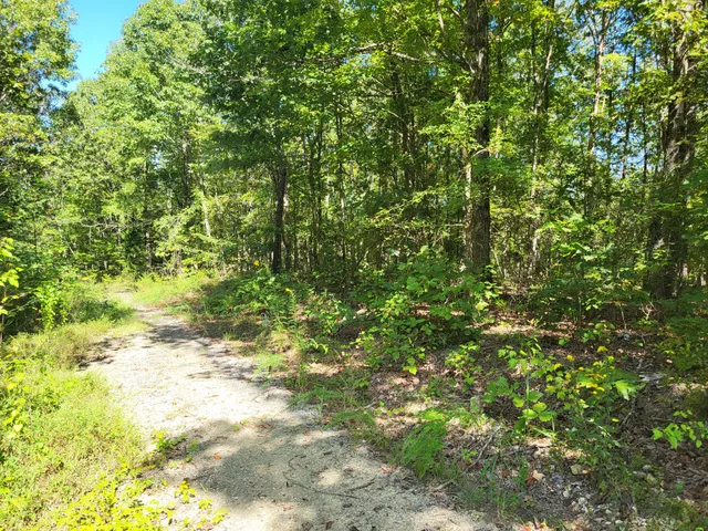 a view of a yard with a tree