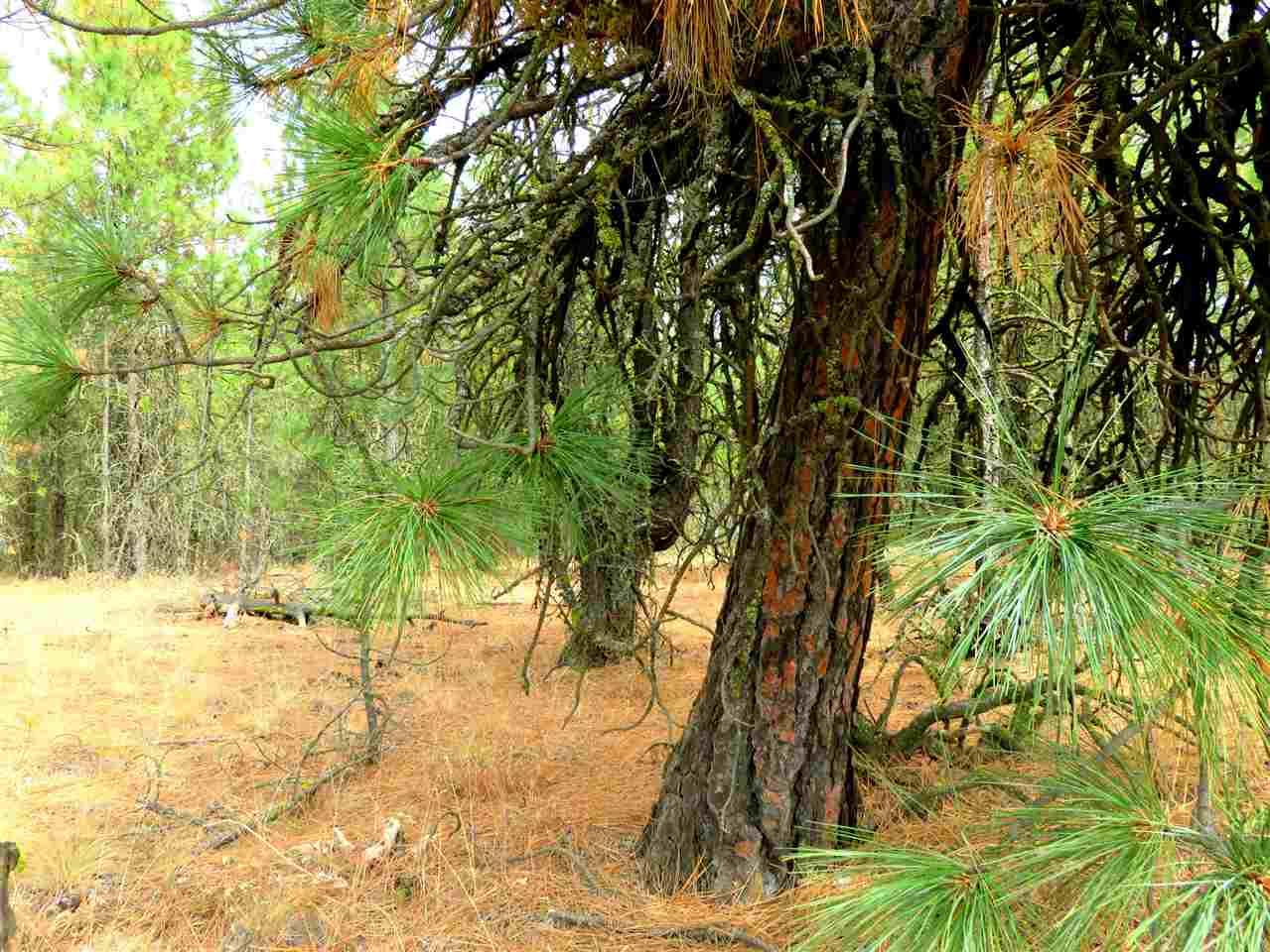 0 West Tucker Prairie Road Cheney, WA 99004 - Photo 2 of 5