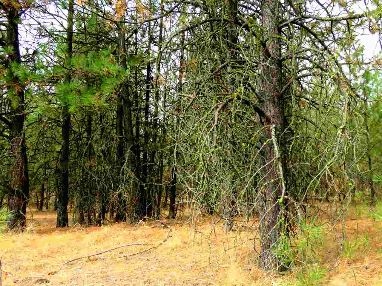 0 West Tucker Prairie Road Cheney, WA 99004 - Photo 5 of 5