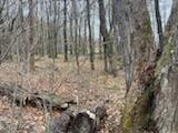 45 Lake Russell Road Newfoundland, PA 18445 - Photo 3 of 8