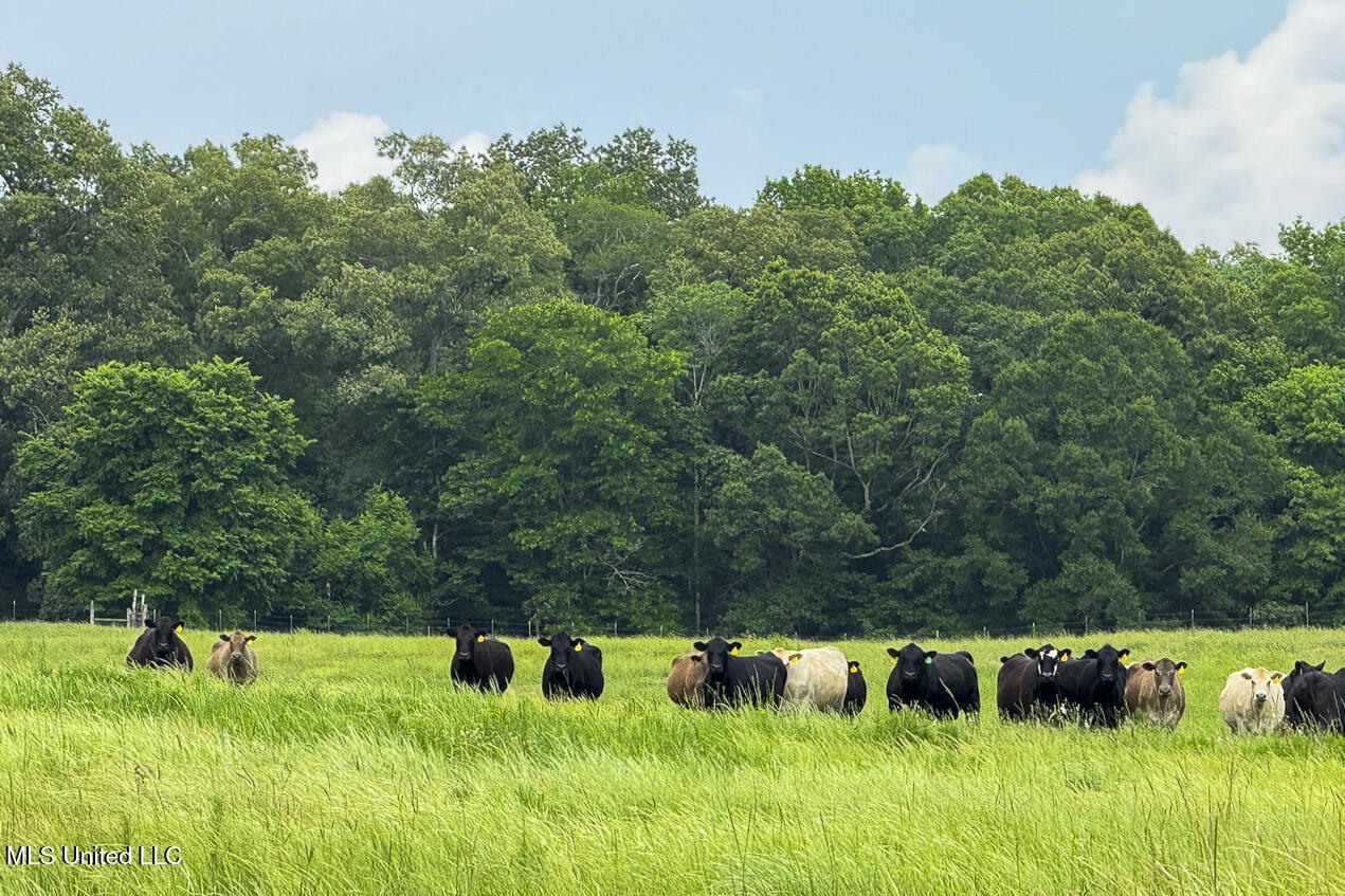 0 Henry Place Road Lexington, MS 39095 - Photo 6 of 23 Henry Place-95 Acres-22