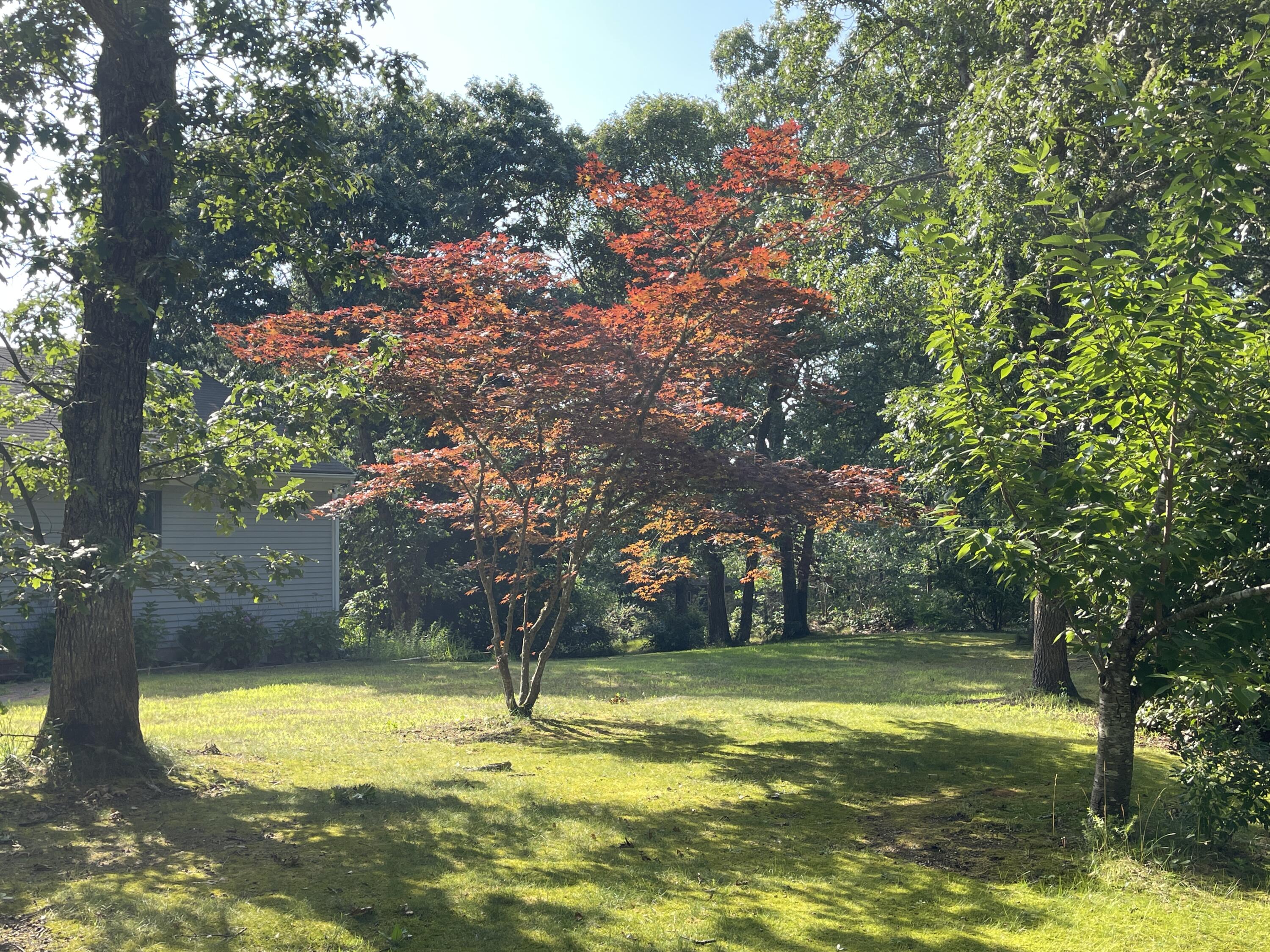 115 Pine Needle Road Wellfleet, MA 02667 - Photo 4 of 37 a view of a swimming pool with an outdoor space