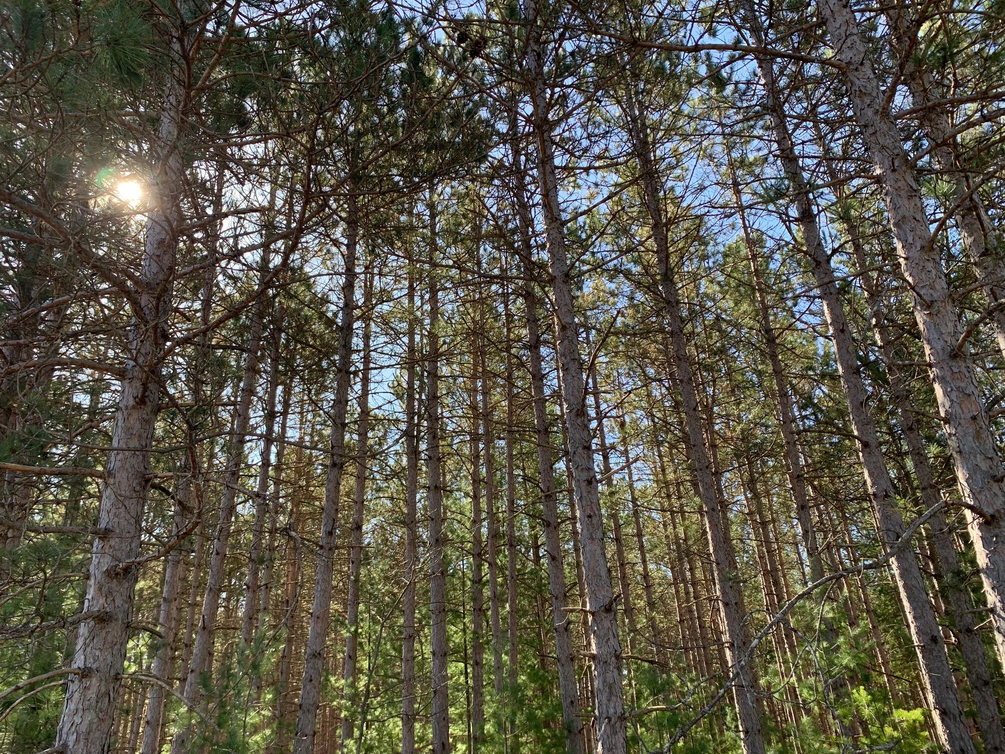 Vl North High Bridge Road Brethren, MI 49619 - Photo 3 of 18 IMG_7675 (1)