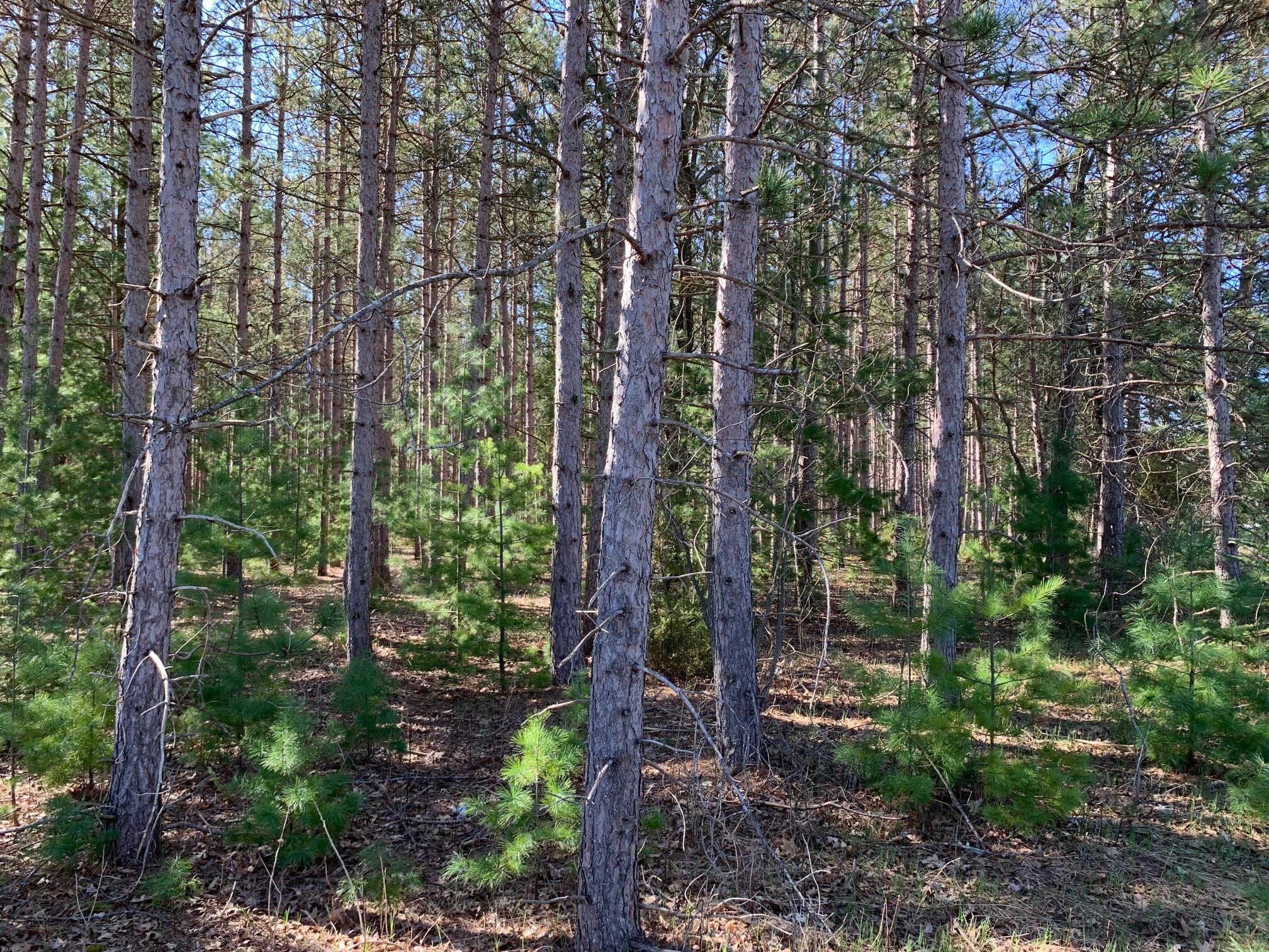 Vl North High Bridge Road Brethren, MI 49619 - Photo 4 of 18 IMG_7674 (1)