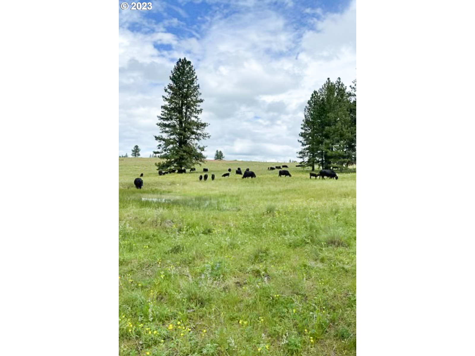 Starvation Road Enterprise, OR 97828 - Photo 3 of 6 a backyard of a house