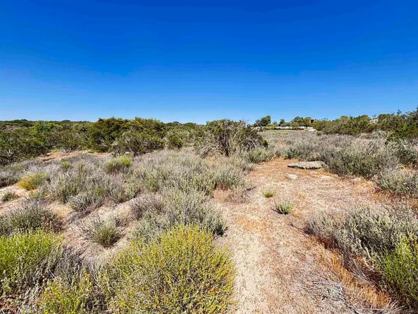 a view of a dry yard with trees