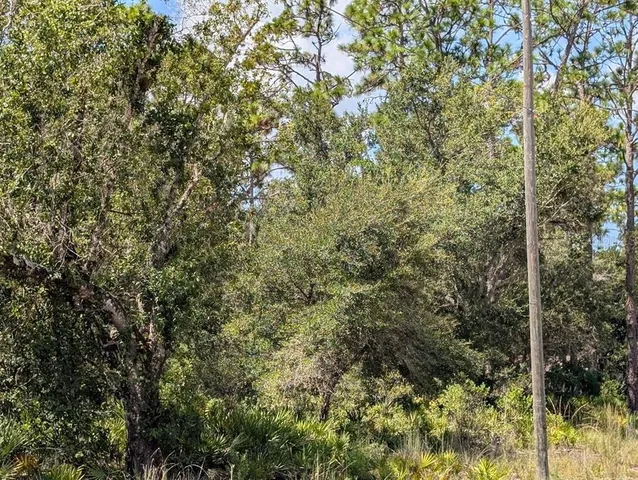 a view of a forest with lush green forest